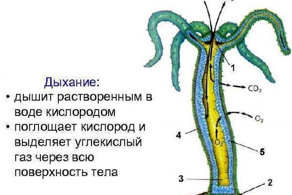 Kraken com зеркало